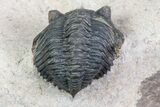 Pseudocryphaeus (Cryphina) Trilobite - Lghaft, morocco #75566-5